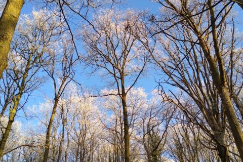 Icy treetops