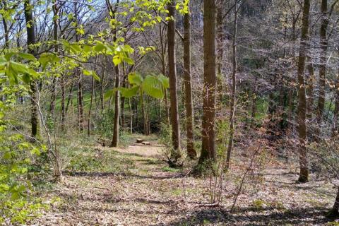 Peaceful spot in the woods