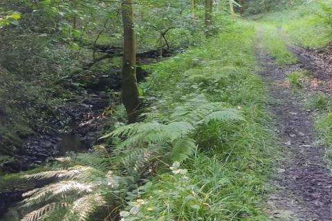 We have cool shaded spots by the stream...