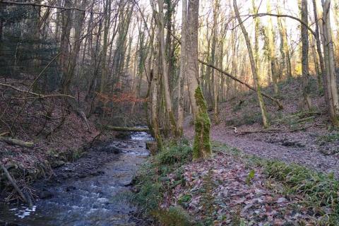 Stream through the woods