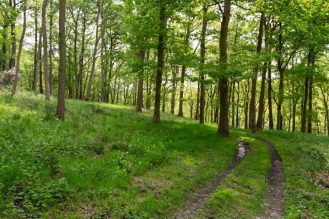 Peaceful woodland