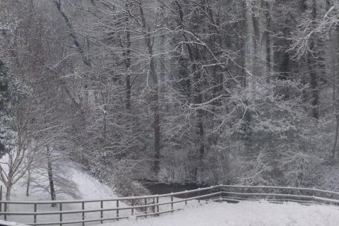 View of stream and trees in snow