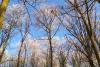 Icy treetops