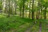 Serenity in the woods